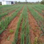 Scarcity to Precision: Transforming Farming in Kajiado with Smart Irrigation