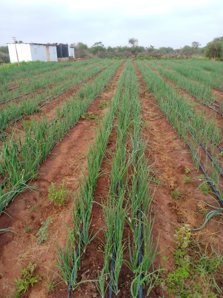 onions kimana